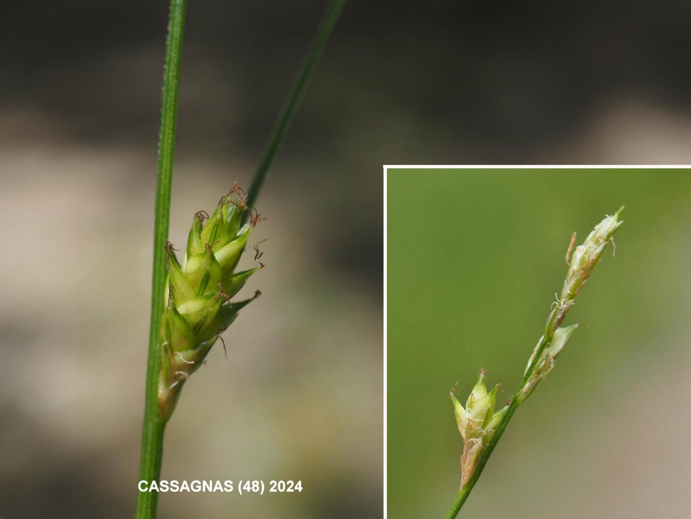 Sedge, Dotted flower